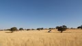 Safari with cross-country vehicle in Kalahari desert Royalty Free Stock Photo