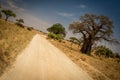 Safari road along baobab in Tarangire National Park safari, Tanzania