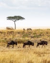 Safari Drive With Wildebeest and Zebra Royalty Free Stock Photo