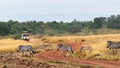 Safari Drive With Zebra in Africa Royalty Free Stock Photo