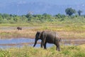 Safari with elephants in Udawalawe national park, Sri Lanka Royalty Free Stock Photo