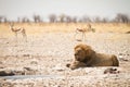 Safari Etosha