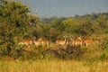 Africa- A Herd of Wild Impalas Grazing in the Bush Royalty Free Stock Photo