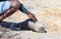 Safari guide with his hand touching a rare pangolin which he spotted in the african bush