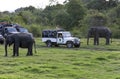 A Safari jeep passes between two wild elephants within Minneriya National Park in Sri Lanka. Royalty Free Stock Photo