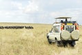 Safari jeep with tourists watching a herd of wildebeest, Maasai Mara, Kenya