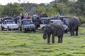 Wild elephants in Minneriya National Park.