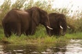 Safari Lower Zambezi Royalty Free Stock Photo