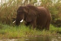 Safari Mana Pools Royalty Free Stock Photo