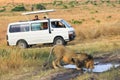 Safari in Masai Mara, Kenya. Touristic car and lion