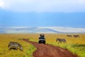 Safari in Ngorongoro crater. Wild zebras and a car with tourists on a background of mountains. Africa. Tanzania.