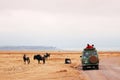 Safari offroad car and herd of wildebeest in golden grass field in Ngorongoro, Serengeti Tanzania Savanna forest