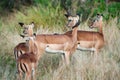 Young impala antelopes and maggot hacking starling live in perfect symbiosis as the birds examine fur and skin for parasites.