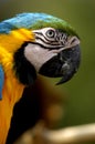 Safari Park Parrot Ara Ararauna Royalty Free Stock Photo
