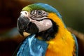 Safari Park Parrot Ara Ararauna Royalty Free Stock Photo