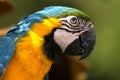 Safari Park Parrot Ara Ararauna Royalty Free Stock Photo