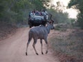 Safari Ranger and Spotter in Truck with Antelope