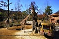 Safari ride in Everland, South Korea