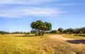 Safari road in Kenya Royalty Free Stock Photo