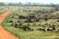 Unpaved safari road south africa with elephants game drive Royalty Free Stock Photo