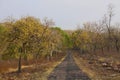 Safari road, Tadoba Tiger Reserve, Maharashtra, India