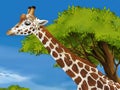 Safari scene with giraffes in wild nature illustration for the children