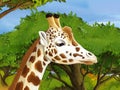 Safari scene with giraffes in wild nature illustration for the children