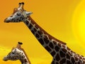 Safari scene with giraffes in wild nature illustration for the children