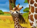 Safari scene with giraffes in wild nature illustration for the children