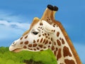 Safari scene with giraffes in wild nature illustration for the children