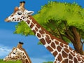 Safari scene with giraffes in wild nature illustration for the children