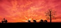 Safari.Silhouette of a herd elephants walking home in the evening, natural abundance, on sunset background.