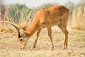 Safari South Luangwa Royalty Free Stock Photo