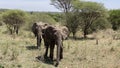 Safari in Tanzania. Two large elephants walk in the Serengeti National Park Royalty Free Stock Photo