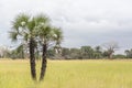 Savanna landscape on Kissama, Angola Royalty Free Stock Photo