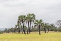 Savanna landscape on Kissama, Angola Royalty Free Stock Photo