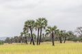 Savanna landscape on Kissama, Angola