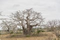 Savanna landscape on Kissama, Angola Royalty Free Stock Photo