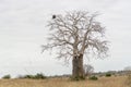 Savanna landscape on Kissama, Angola Royalty Free Stock Photo