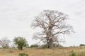 Savanna landscape on Kissama, Angola Royalty Free Stock Photo