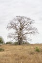 Savanna landscape on Kissama, Angola Royalty Free Stock Photo