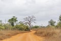 Savanna landscape on Kissama, Angola Royalty Free Stock Photo