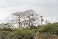 Savanna landscape on Kissama, Angola Royalty Free Stock Photo