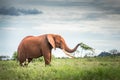 Red elephant eating isolated Travelling Kenya and Tanzania Safari tour in Africa Elephants group in the savanna excursion Royalty Free Stock Photo