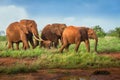 Red elephants group family with baby Travelling Kenya and Tanzania Safari tour in Africa Elephants group in the savanna excursion Royalty Free Stock Photo