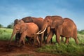 Travelling Kenya and Tanzania Africa Elephants in the savanna during the safari tours excursion Royalty Free Stock Photo