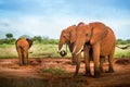 Travelling Kenya and Tanzania Africa Elephants in the savanna during the safari tours excursion Royalty Free Stock Photo