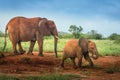 Baby and mother red elephant Travelling Kenya and Tanzania Safari tour in Africa Elephants group in the savanna excursion Royalty Free Stock Photo