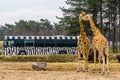 Safari tour bus driving through the animal zoo park of beekse bergen, giraffe couple on the side, Hilvarenbeek, 25 may, 2019, The