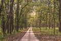 Safari track & tree